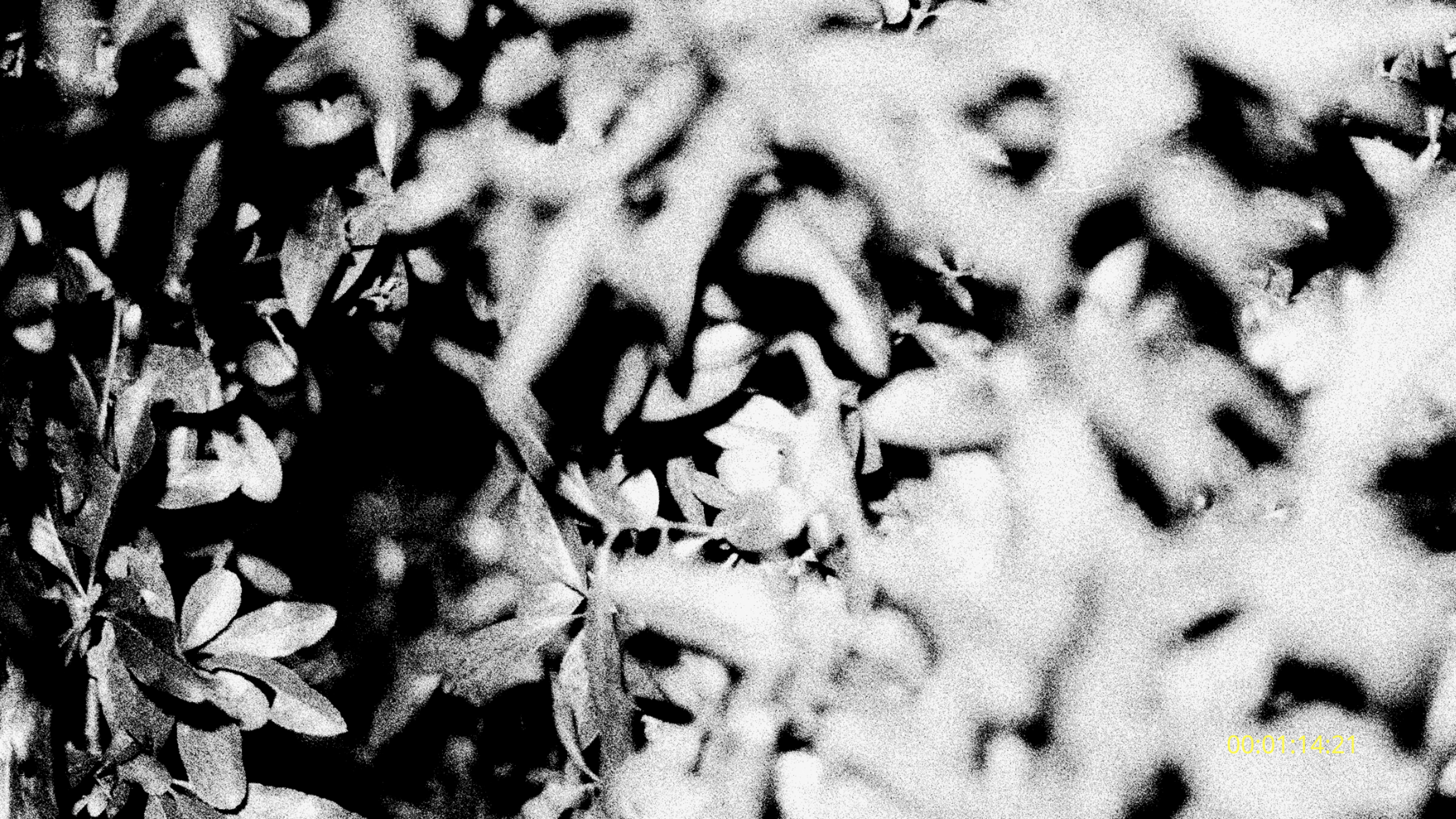 Maria Harrison: Flickering Worlds2